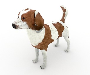 Beagle dog