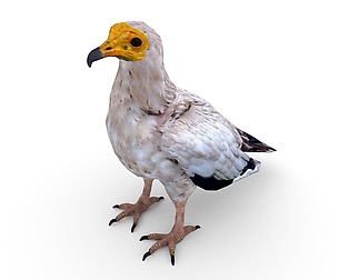 Egyptian vulture (Neophron percnopterus)
