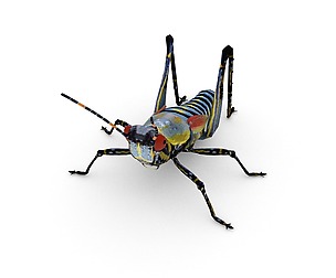 Elegant Grasshopper(Zonocerus elegans)