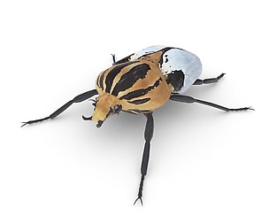 Goliath Beetle
