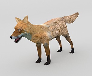 Red Fox