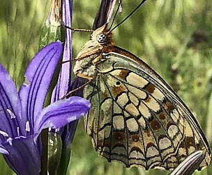 Butterfly (mohali_photography)