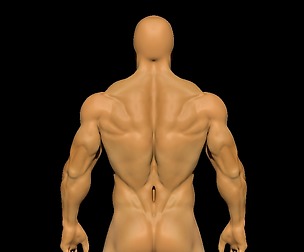 anatomy sculpting
