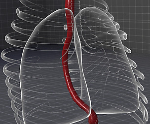 Esophagus Anatomy