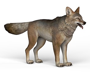 Game Ready Wolf