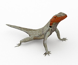 Lava Lizard