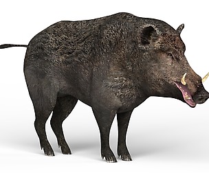 Wild Boar