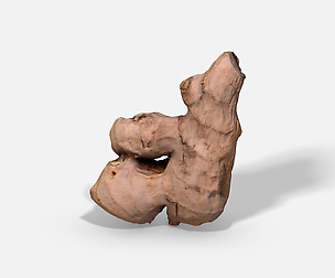 Ginger Root - Photoscanned PBR