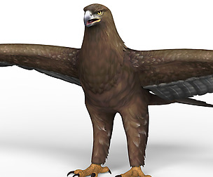 Game Ready Eagle