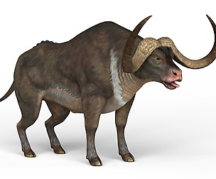 Buffalo