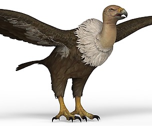Vulture