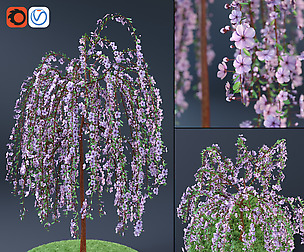 Blossom Cherry Tree