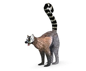 Lemur