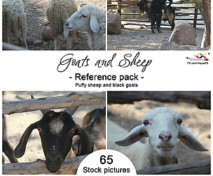 Goats and sheep photos reference pack