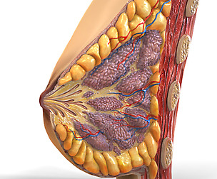 Human Female Breast Anatomy