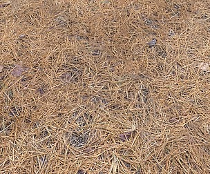 Forest Terrain Pack PBR 4 Texture