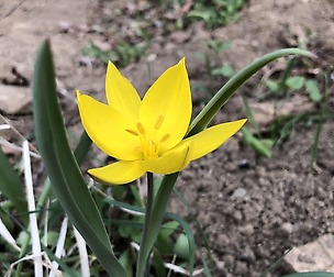 Flower 1 (mohali_photography)