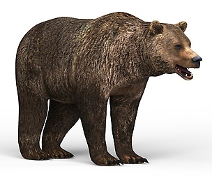 Wild Bear