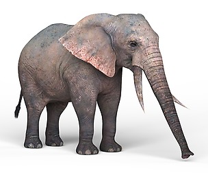 African Elephant