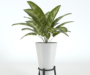 Plant and pot