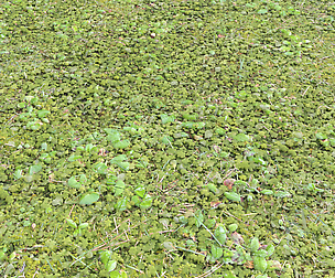 Forest ground PBR Pack 4 textures