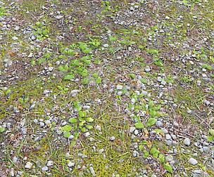 Forest ground PBR Pack 5 textures