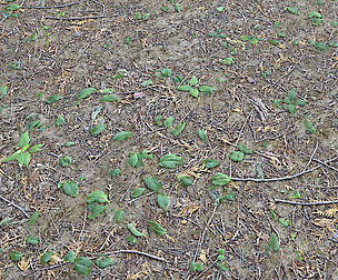 Forest ground PBR Pack 7 textures
