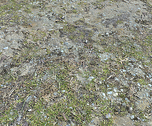 Forest ground PBR Pack 8 texture