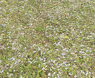 Forest ground PBR Pack 9 textures