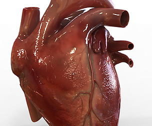 Human Heart