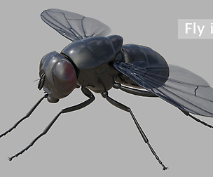 Fly