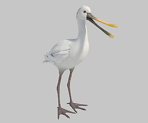 Red Whisker Bird Maya Rig