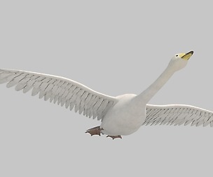 white swan