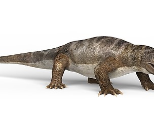 Komodo Dragon