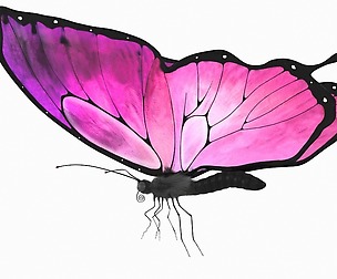 Butterfly Rigged