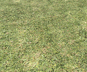 Ground terrain grass PBR pack 6 Texture