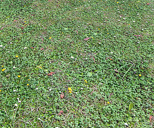 Ground terrain grass PBR pack 7 Texture