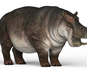 Hippopotamus