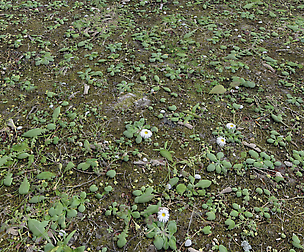 Forest Terrain Pack 24 Textures