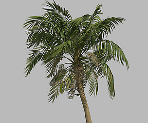 Palm Tree