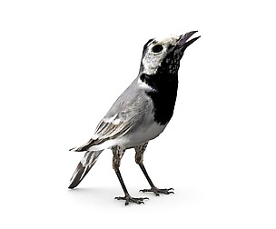 White wagtail