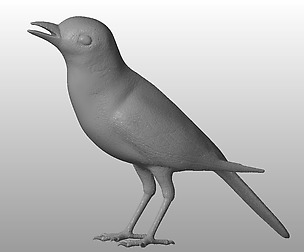 Wagtail printable