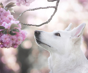 animals amazing photos