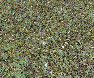 Forest Terrain Pack 26 texture