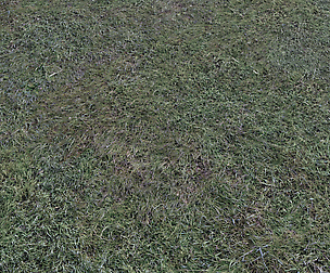 Dark grass