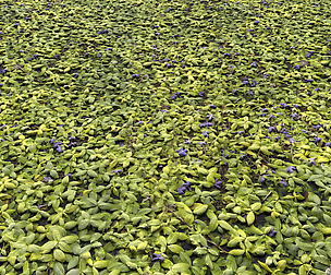 Ground Plants 1 textures