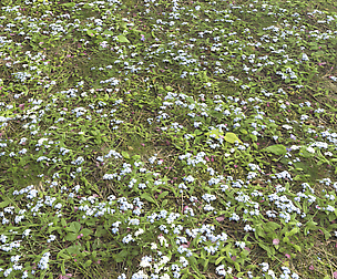 Ground Plants 2