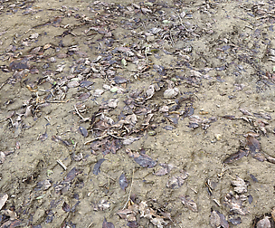 Muddy terrain texture