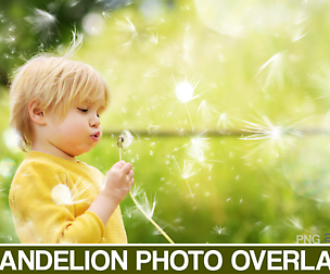 50 Dandelion Flowers Photo Overlays