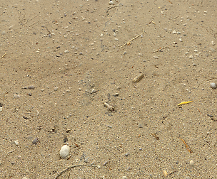 Sand beach terrain PBR pack 5 textures